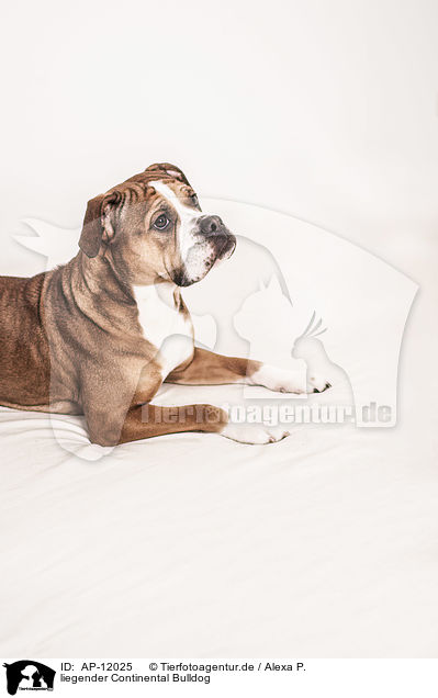 liegender Continental Bulldog / AP-12025