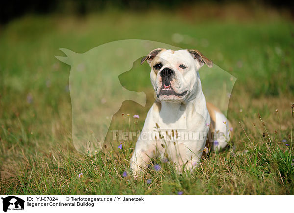 liegender Continental Bulldog / YJ-07824