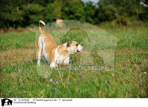 Continental Bulldog / Continental Bulldog / YJ-07825