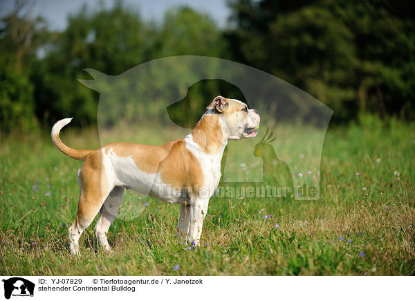 stehender Continental Bulldog / standing Continental Bulldog / YJ-07829