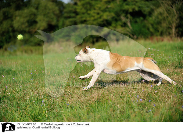spielender Continental Bulldog / playing Continental Bulldog / YJ-07836