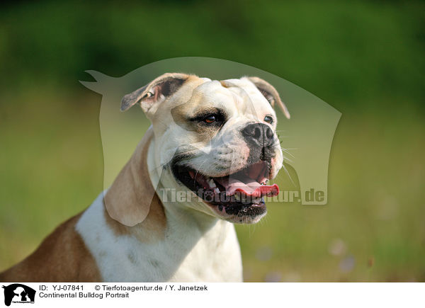 Continental Bulldog Portrait / YJ-07841