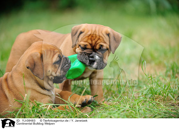 Continental Bulldog Welpen / YJ-08483