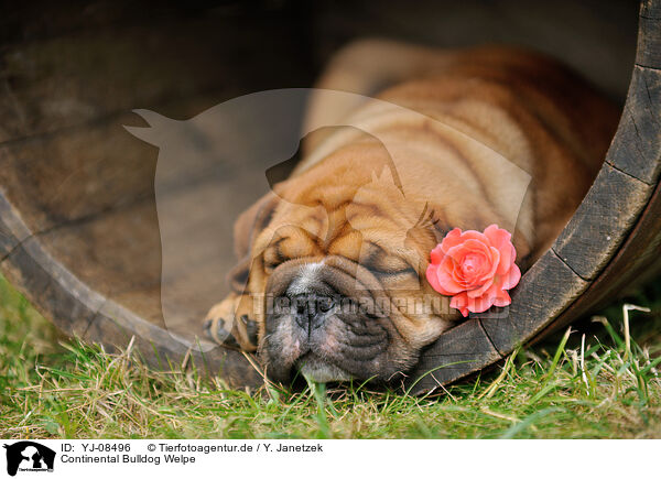 Continental Bulldog Welpe / Continental Bulldog Puppy / YJ-08496