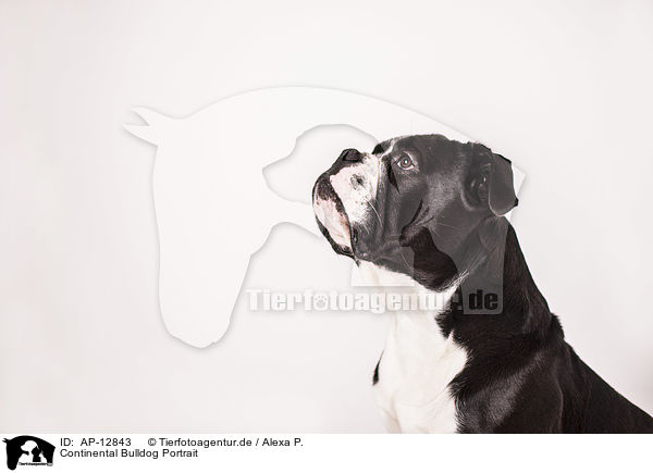 Continental Bulldog Portrait / AP-12843
