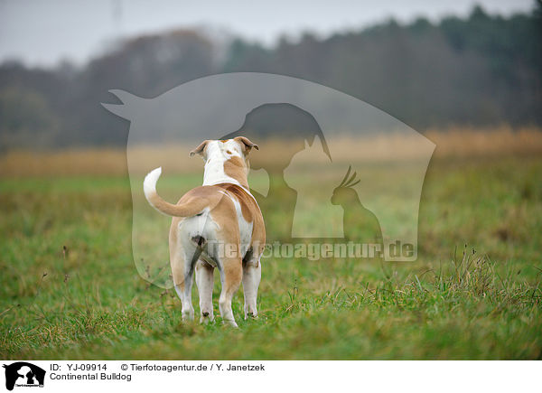 Continental Bulldog / YJ-09914