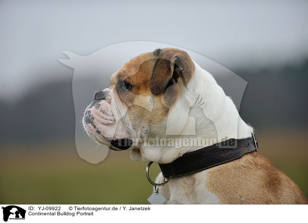 Continental Bulldog Portrait / YJ-09922
