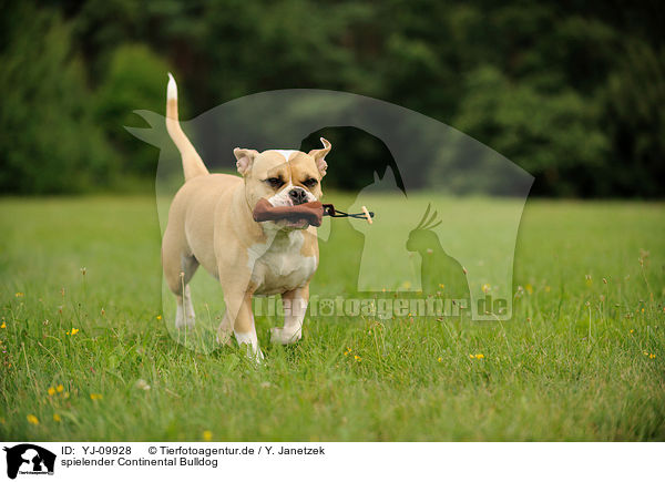 spielender Continental Bulldog / YJ-09928