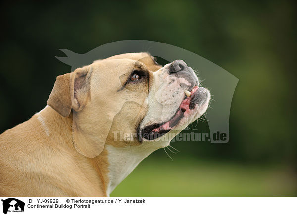 Continental Bulldog Portrait / YJ-09929