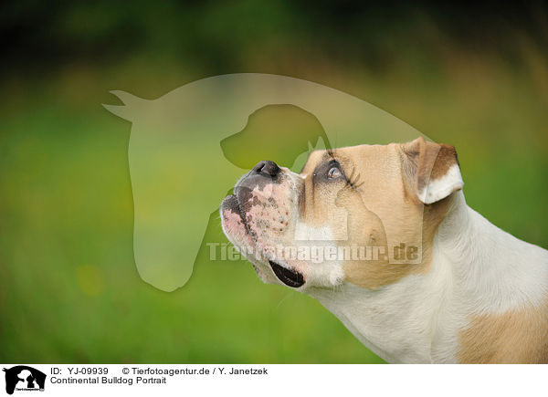 Continental Bulldog Portrait / YJ-09939