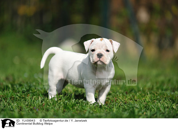 Continental Bulldog Welpe / YJ-09943