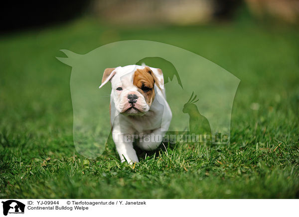 Continental Bulldog Welpe / YJ-09944