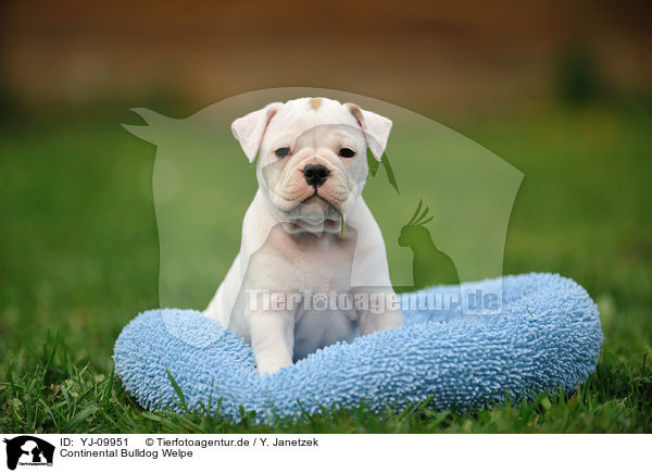 Continental Bulldog Welpe / YJ-09951