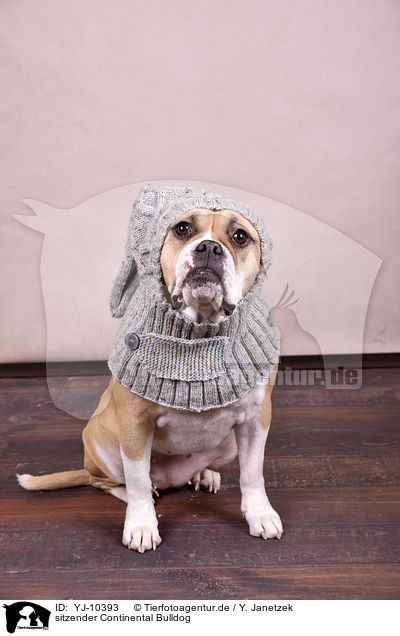 sitzender Continental Bulldog / YJ-10393