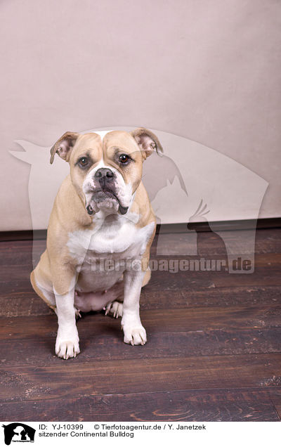 sitzender Continental Bulldog / YJ-10399