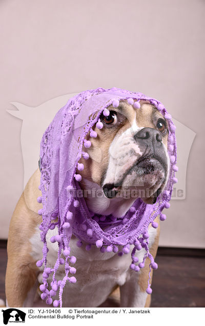 Continental Bulldog Portrait / YJ-10406