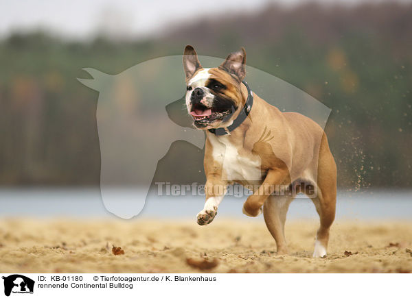 rennende Continental Bulldog / KB-01180