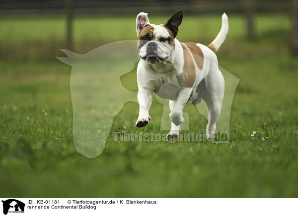 rennende Continental Bulldog / KB-01181