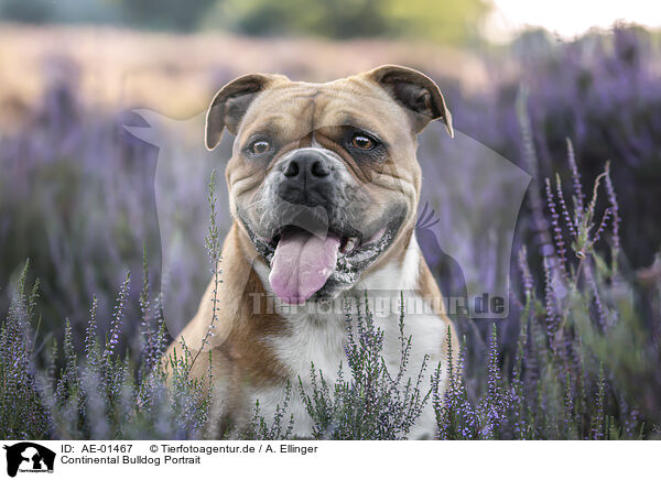 Continental Bulldog Portrait / AE-01467