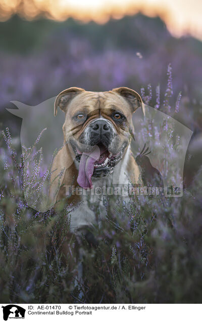 Continental Bulldog Portrait / AE-01470