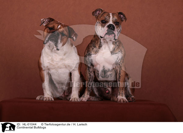 Continental Bulldogs / HL-01044