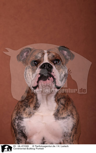 Continental Bulldog Portrait / Continental Bulldog Portrait / HL-01046