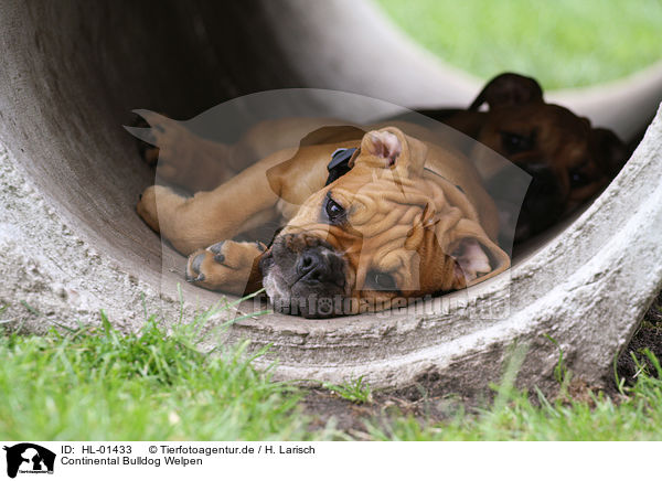 Continental Bulldog Welpen / Continental Bulldog Puppies / HL-01433