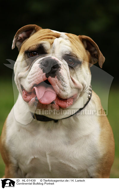 Continental Bulldog Portrait / Continental Bulldog Portrait / HL-01439