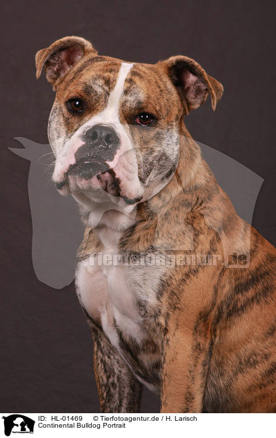 Continental Bulldog Portrait / Continental Bulldog Portrait / HL-01469