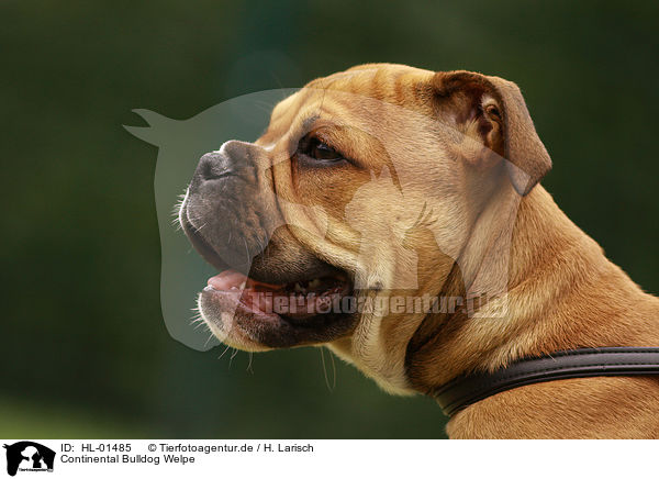 Continental Bulldog Welpe / Continental Bulldog Puppy / HL-01485