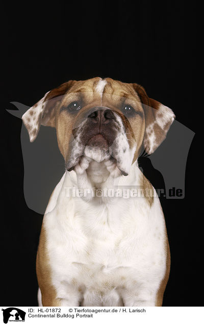 Continental Bulldog Portrait / Continental Bulldog Portrait / HL-01872