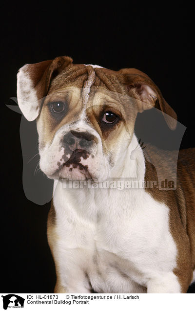 Continental Bulldog Portrait / HL-01873
