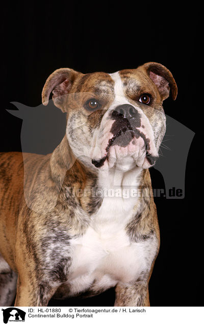 Continental Bulldog Portrait / HL-01880