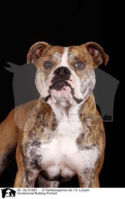 Continental Bulldog Portrait / HL-01881