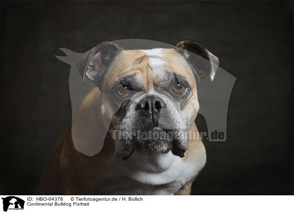 Continental Bulldog Portrait / Continental Bulldog Portrait / HBO-04378