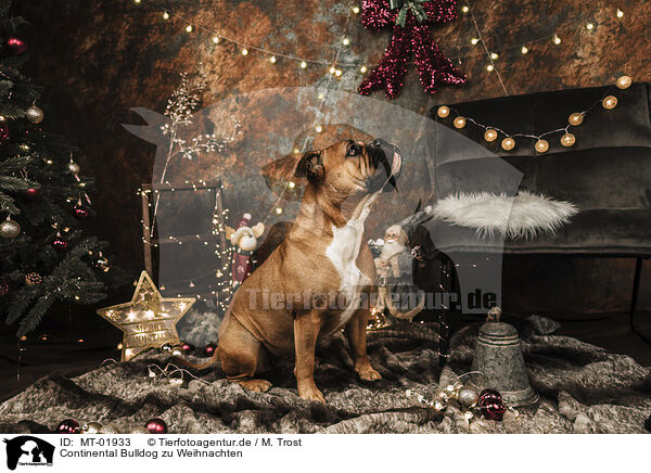 Continental Bulldog zu Weihnachten / MT-01933