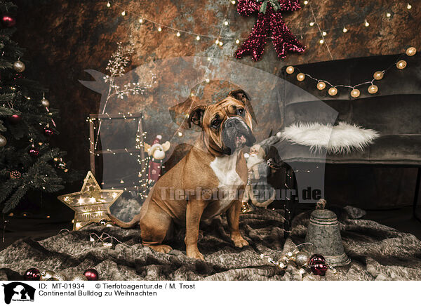 Continental Bulldog zu Weihnachten / Continental Bulldog at christmas / MT-01934