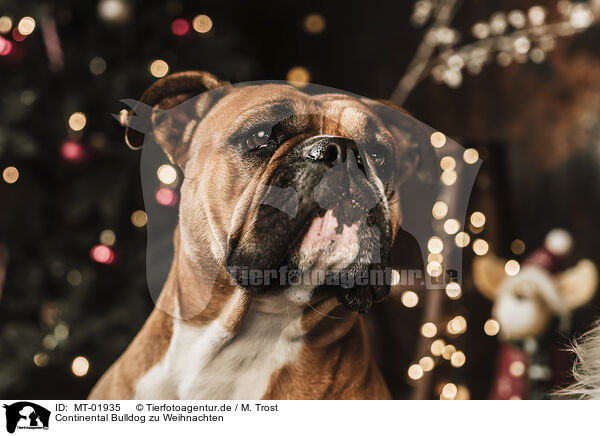 Continental Bulldog zu Weihnachten / Continental Bulldog at christmas / MT-01935
