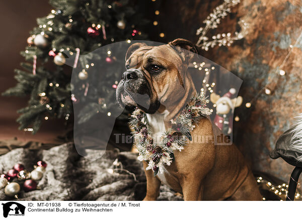 Continental Bulldog zu Weihnachten / Continental Bulldog at christmas / MT-01938