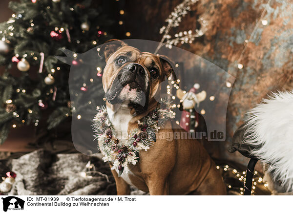 Continental Bulldog zu Weihnachten / Continental Bulldog at christmas / MT-01939