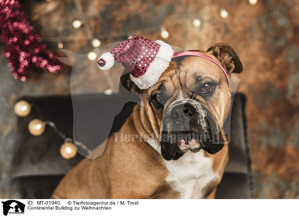 Continental Bulldog zu Weihnachten / MT-01940