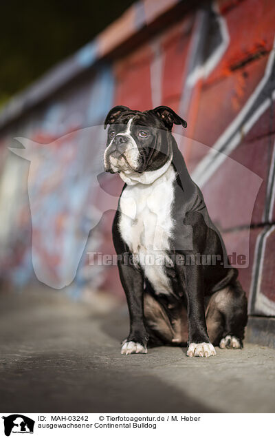 ausgewachsener Continental Bulldog / MAH-03242