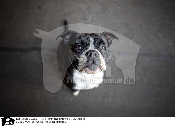 ausgewachsener Continental Bulldog / adult Continental Bulldog / MAH-03262