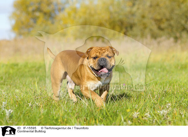 Continental Bulldog / Continental Bulldog / IF-15595