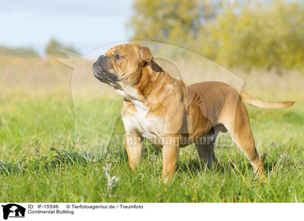 Continental Bulldog / Continental Bulldog / IF-15596