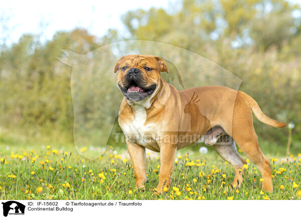 Continental Bulldog / Continental Bulldog / IF-15602