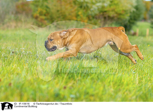 Continental Bulldog / Continental Bulldog / IF-15616