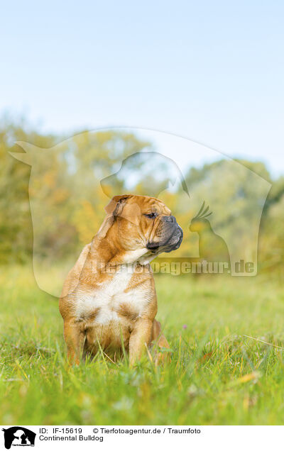 Continental Bulldog / IF-15619
