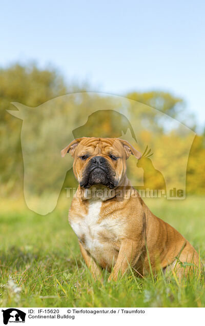 Continental Bulldog / IF-15620