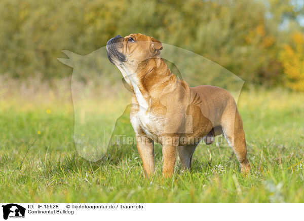 Continental Bulldog / Continental Bulldog / IF-15628